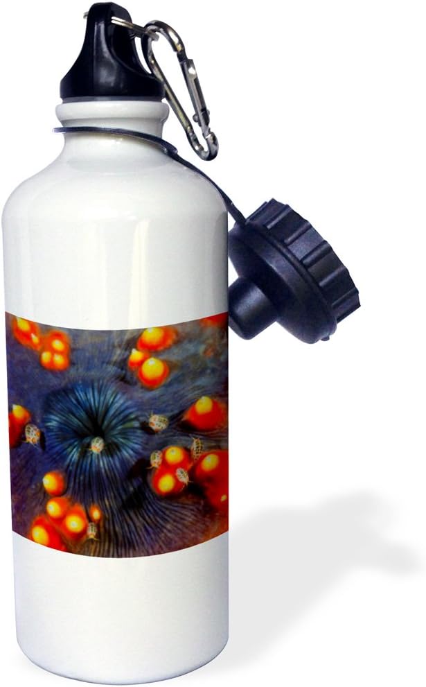 3dRose Indonesia, Komodo NP. Close-up of ostracods on sea cucumber. -Sports Water Bottle, 21oz , Multicolored
