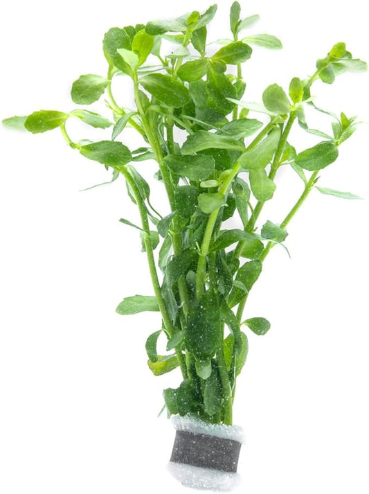 Live Aquarium Stem Plants - Freshwater Aquatic Plant for Fish Tanks, Aquascaping - (Bacopa Monnieri Moneywort, 1 Bunch)