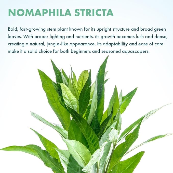 Live Plant - Nomaphila Stricta - Easy Care, Moderate to High Light, Green Accent, Freshwater Aquatic Plant for Aquascaping - Lead Bunch