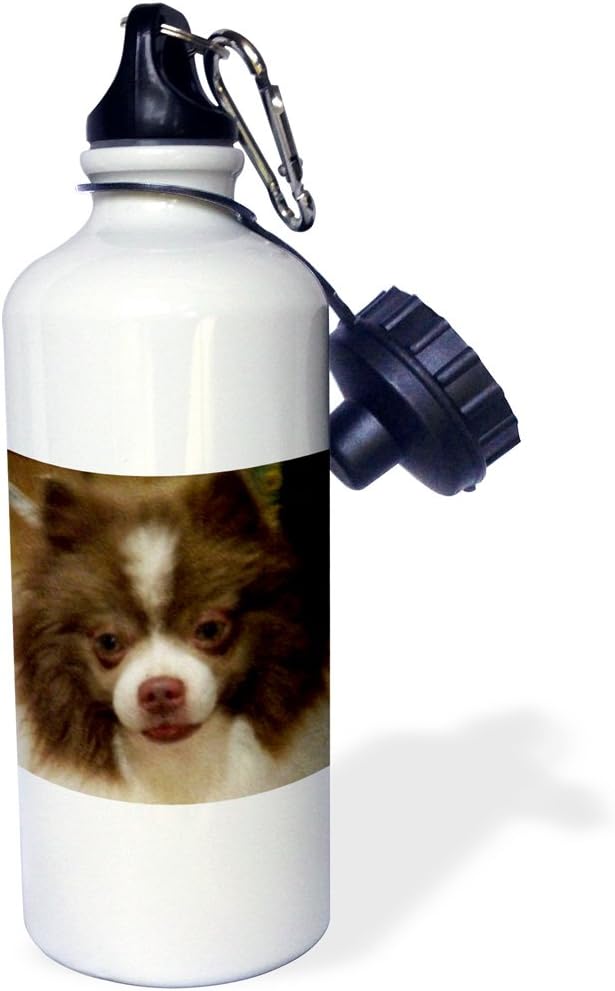 3dRose Chocolate Party Pomeranian Oil Painting Sports Water Bottle, 21 oz, White