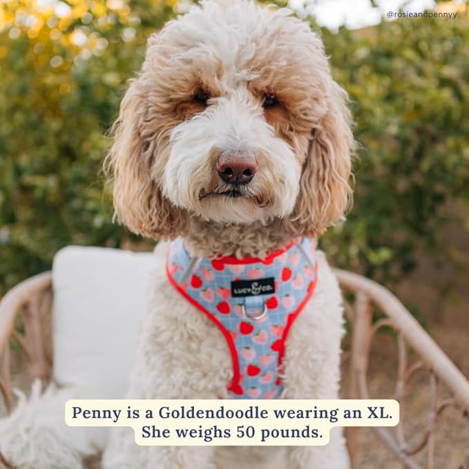 Lucy & Co. The Fresh Berries No-Pull Dog Harness - Size X-Small - Vest to Stop Pulling & Walk Easy - Comfortable Leash Training Product w/Adjustable Chest & Neck Straps