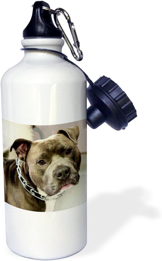 3dRose Pit Bull with Chain Collar Sports Water Bottle, 21 oz, Multicolor