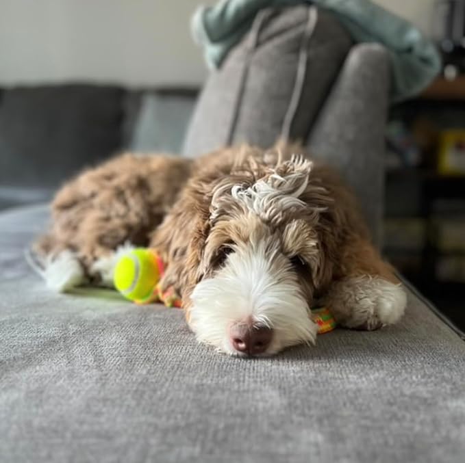 rocket & rex Dog Chew Toy Set for Small to Medium Breeds, Includes a Rope, Rubber Squeaker and Plush Toy with Ball, Reduces Destructive Chewing & Anxiety (Pack of 3)