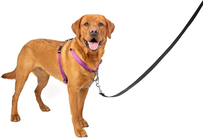 PetSafe 3 in 1 Dog Harness - No Pull Solution for Dogs - Reflective Dog Harness - Front D-Ring Clip Helps Stop Pulling - Comfortable Padded Straps - Top Handle Enhances Control - Plum - Large