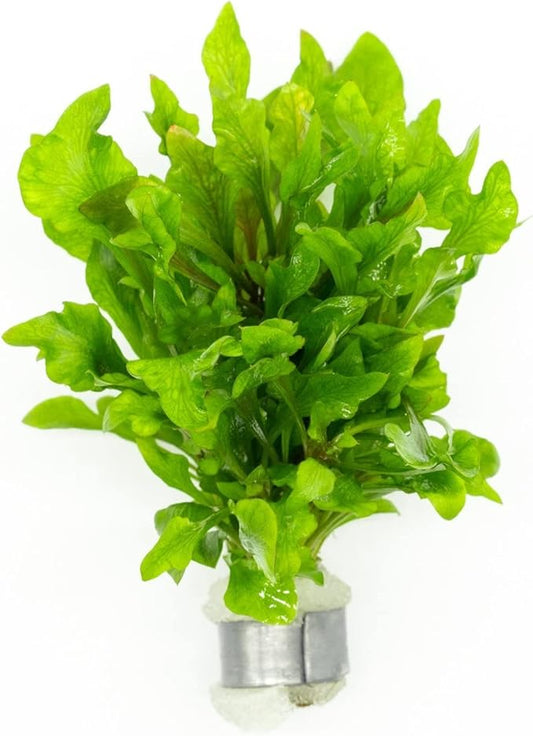 Live Aquarium Stem Plants - Freshwater Aquatic Plant for Fish Tanks, Aquascaping - (Alternanthera Reineckii Variegatus, 1 Bunch)