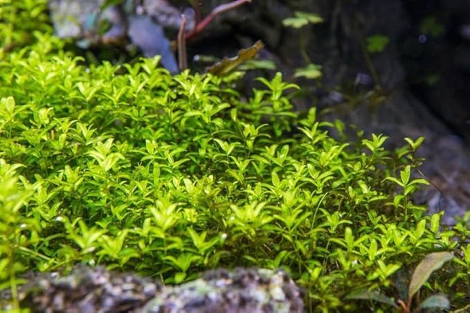 Live Aquarium Stem Plants - Freshwater Aquatic Plant for Fish Tanks, Aquascaping - (Pearl Weed Hemianthus Micranthemoides, 1 Bunch)