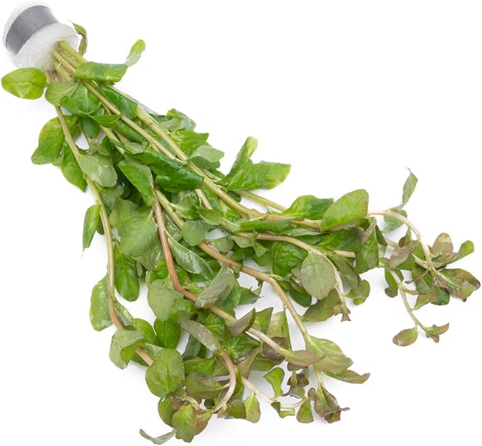 Live Aquarium Stem Plants - Freshwater Aquatic Plant for Fish Tanks, Aquascaping - (Ludwigia Senegalensis, 1 Bunch)