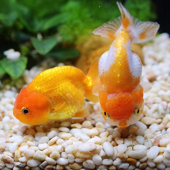 Mixed Color Decorative Rocks Stones Pebbles for Plants Garden Gravel White Rocks with Yellow, Green Pastel Accents Vase Filler Rocks Natural Stone Top Dressing for Potted Plants Succulents 2.2 lbs