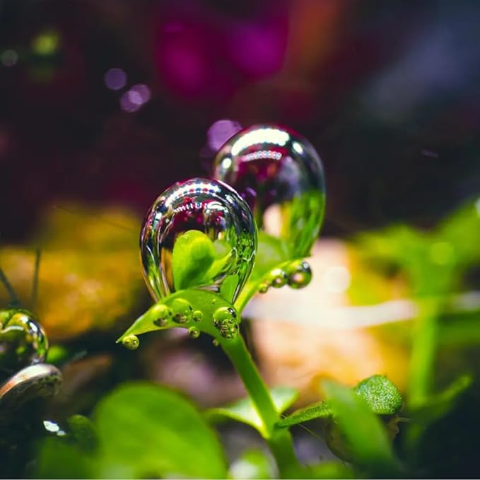 Micranthemum Monte Carlo Compact Tissue Culture Vitro Cup Freshwater Carpet Live Aquarium Plants Decoration BUY2GET1FREE