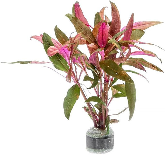Live Aquarium Red Stem Plants - Freshwater Aquatic Plant for Fish Tanks, Aquascaping - (Alternanthera Reineckii, 4 Bunches)
