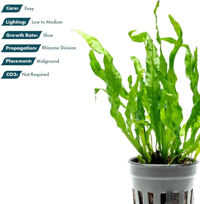 Live Plants - Java Fern 'Flaming' (Microsorum pteropus) - Low to Medium Light Aquarium Display, Bright Green Accent, Midground Tank, Freshwater Aquatic Plant - Pot