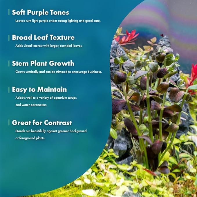 Live Plant - Purple Bacopa (Bacopa salzmannii) - Moderate Care, Moderate to High Light, Purple and Violet Accent, Freshwater Aquatic Plant for Aquascaping - Lead Bunch