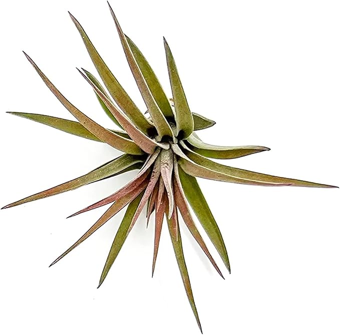 Air Plants - Tillandsia Brachycaulos Abdita, Large 4-6" - 3 ct - Live Arrival Guaranteed - House Plants for Home Decor & Gift
