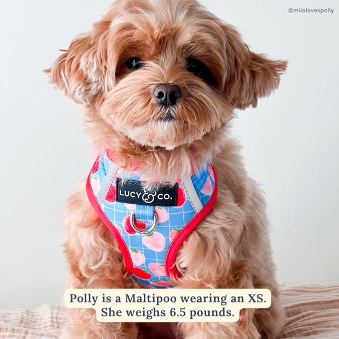 Lucy & Co. The Fresh Berries No-Pull Dog Harness - Size Small- Vest to Stop Pulling & Walk Easy - Comfortable Leash Training Product w/Adjustable Chest & Neck Straps