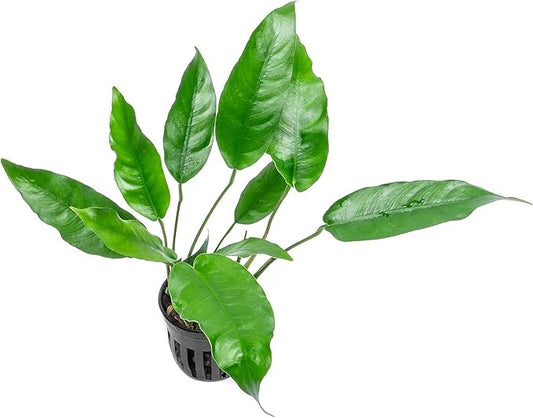Anubias Live Aquarium Plants - Potted Freshwater Plant for Fish Tanks, Terrariums - Beginner Friendly Low Light (Short and Sharp, 1 Pot)