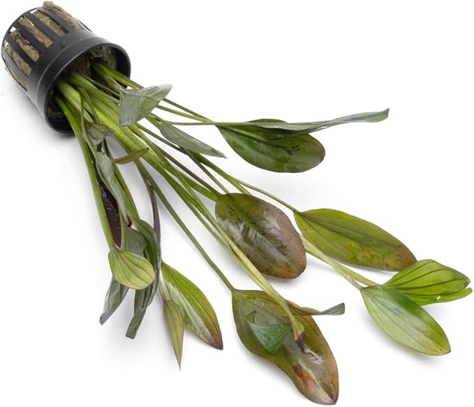 Echinodorus Ozelot Green Sword Live Plant for Freshwater Aquariums, Natural Fish Tank Decorations, and Aquatic Decor (1 Pot (2-3 Plants))