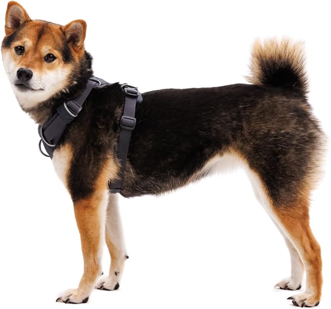 Ruffwear, Front Range Dog Harness, Reflective Soft Padded Everyday Harness with Dual Leash Clips, Adjustable and Lightweight Fit for Training or Walking for All Dogs, Blaze Orange, Small