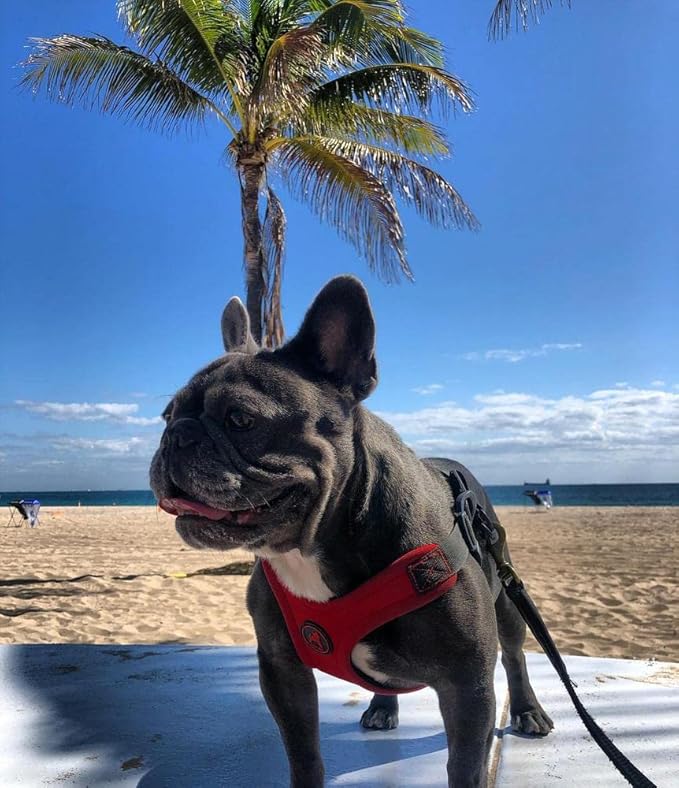 Gooby Escape Free Sport Harness - Red, Medium - No Choke Step-in Patented Neoprene Small Dog Harness with Four-Point Adjustment - Perfect on The Go Dog Harness for Medium Dogs No Pull and Small Dogs