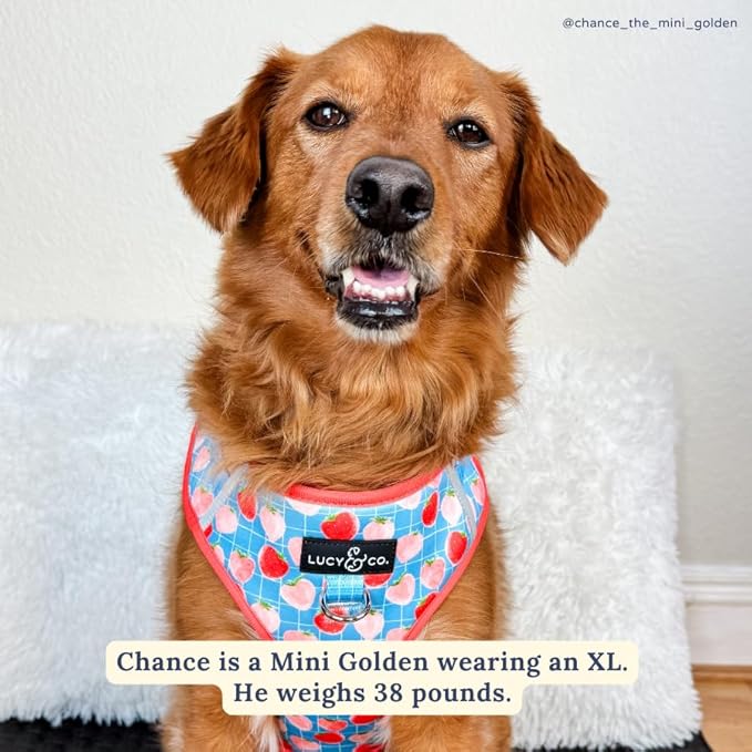 Lucy & Co. The Fresh Berries No-Pull Dog Harness - Size X-Small - Vest to Stop Pulling & Walk Easy - Comfortable Leash Training Product w/Adjustable Chest & Neck Straps