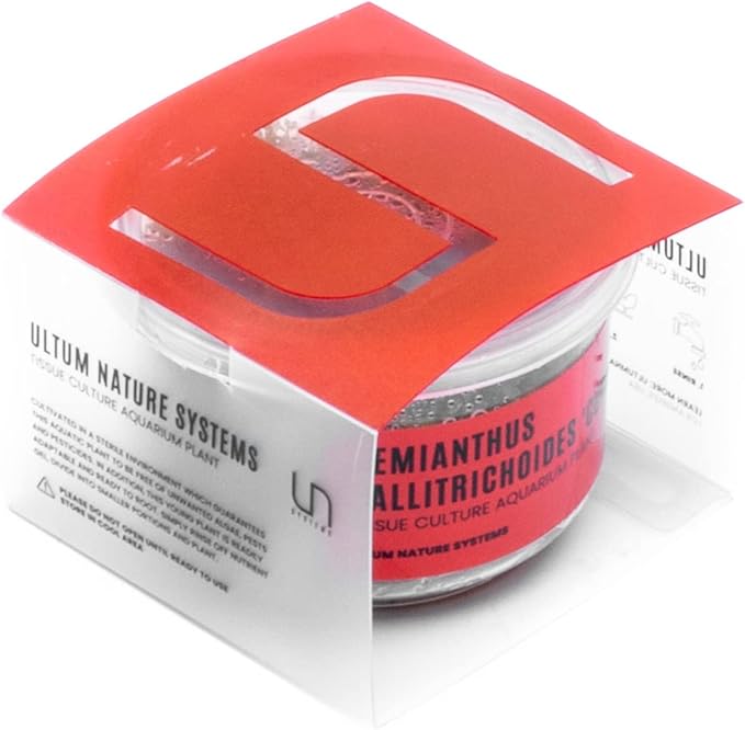 Ultum Nature Systems Dwarf Baby Tears Hemianthus Callitrichoides Cuba Tissue Culture Live Plant for Aquarium, Aquascape, Planted Freshwater Fish Tanks - 100% Snail Free in Vitro