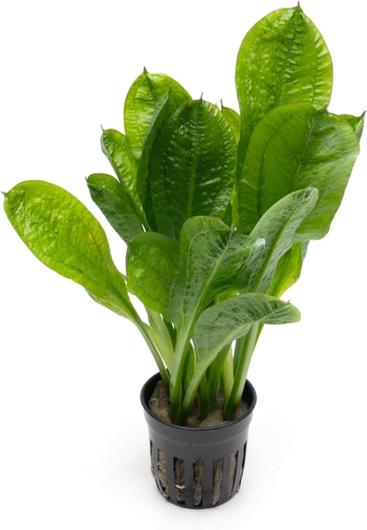 Echinodorus Parviflorus Rosette Sword Live Plant for Freshwater Aquariums, Natural Fish Tank Decorations, and Aquatic Decor (1 Pot (2-3 Plants))