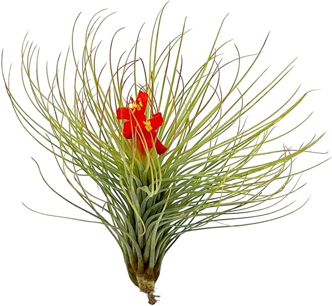 Air Plants - Tillandsia Andreana, Large 4-6" - 2ct - Live Arrival Gauranteed - House Plants for Home Decor & Gift