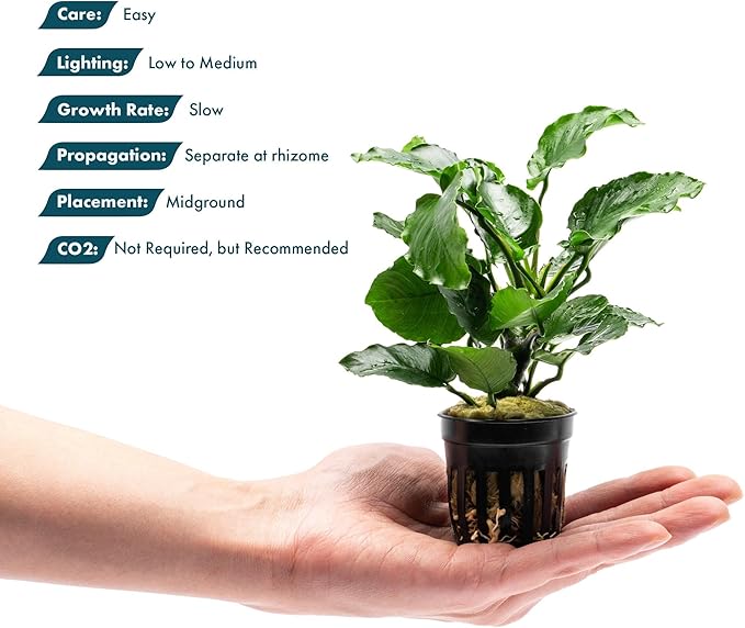 Live Jungle Plants - Anubias Emerald Bloom (Anubias barteri) - Compact Epiphytic Rhizome Plant for Midground Freshwater Aquascapes, Emerald Green Accent - Pot