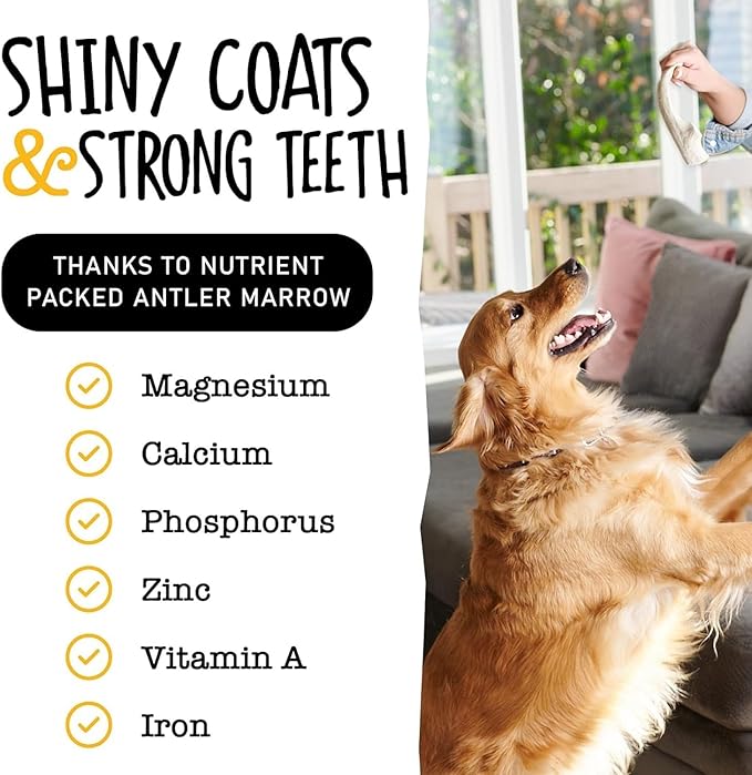 Snatchers Elk Antlers for Dogs – Long Lasting Dog Chews and Dog Toys for Aggressive Chewers, Naturally Shed Deer Antlers for Dogs Processed in The USA, No Additives (Medium, 5-7", 2 Count)