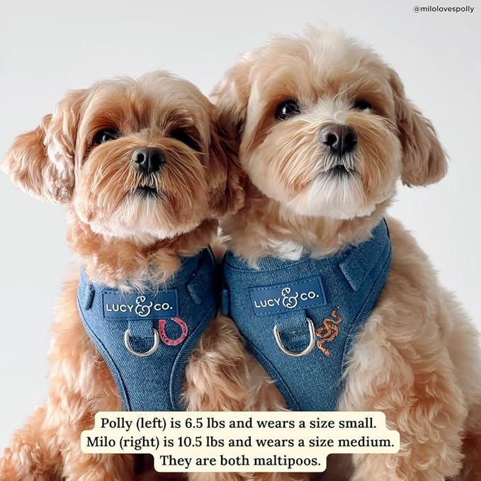 Lucy & Co. The Giddy Up No-Pull Dog Harness for Dogs – Vest to Stop Pulling & Walk Easy – Comfortable Leash Training Product w/Adjustable Chest & Neck Straps - Blue Demin Cowboy - Small