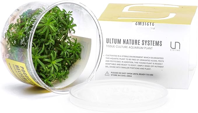 Ultum Nature Systems Downoi Pogostemon Helferi Tissue Culture Live Plant for Aquarium, Aquascape, Freshwater Fish Tanks - 100% Snail Free in Vitro