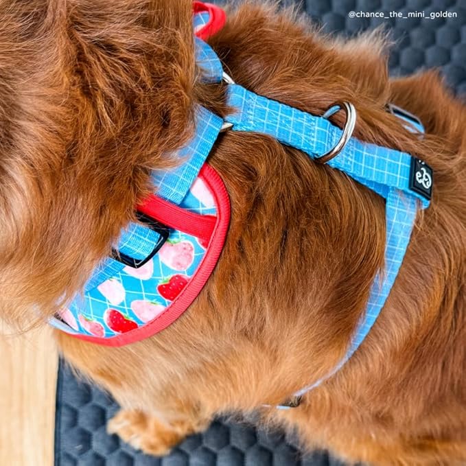 Lucy & Co. The Fresh Berries No-Pull Dog Harness - Size Small- Vest to Stop Pulling & Walk Easy - Comfortable Leash Training Product w/Adjustable Chest & Neck Straps