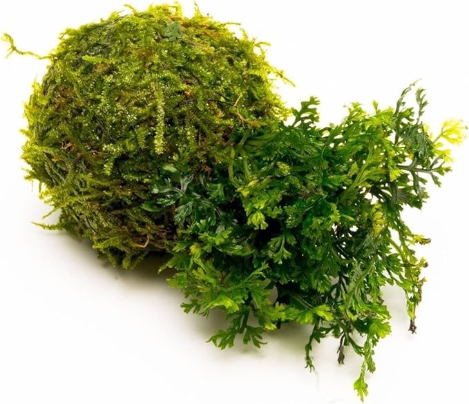 Live Aquarium Plants on Driftwood, Lava Rock, Moss, Fiber Mat - Freshwater Fish Tanks - Easy, Beginner Friendly (Mini Bolbitis on Clay Moss Ball)