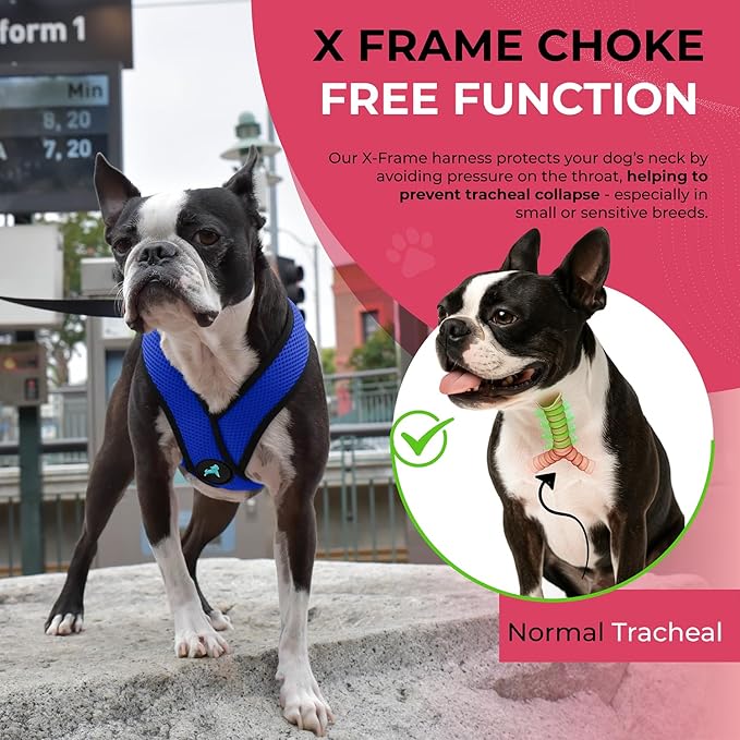 Gooby Comfort X Head In Harness - Blue, Medium - No Pull Small Dog Harness, Patented Choke-Free X Frame - Perfect on the Go Dog Harness for Medium Dogs No Pull or Small Dogs for Indoor and Outdoor Use