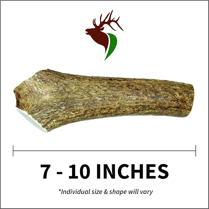 Large Whole Twin Pack (for 35-65 lb Dogs) Premium Grade Elk Antlers for Dogs (2 Pieces) Sourced in The USA