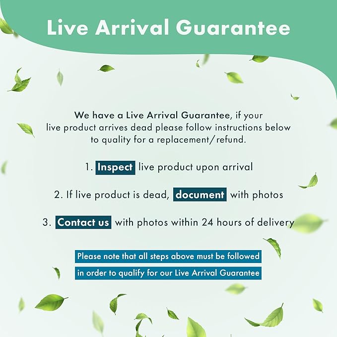 Java Fern Live Aquarium Plants - Potted Freshwater Plant for Fish Tanks - Beginner Friendly, Low Light (Windelov, 1 Pot)