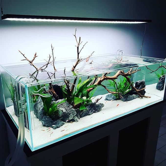 Java Fern Live Aquarium Plants - Potted Freshwater Plant for Fish Tanks - Beginner Friendly, Low Light (Java Fern, 1 Pot)