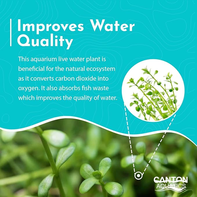 Live Aquarium Moneywort Bacopa (Monnieri) Plants - Long Lasting & Easy to Maintain - Removing Excess Nitrates - Promote High Water Quality - Stunning Appearance - Potted