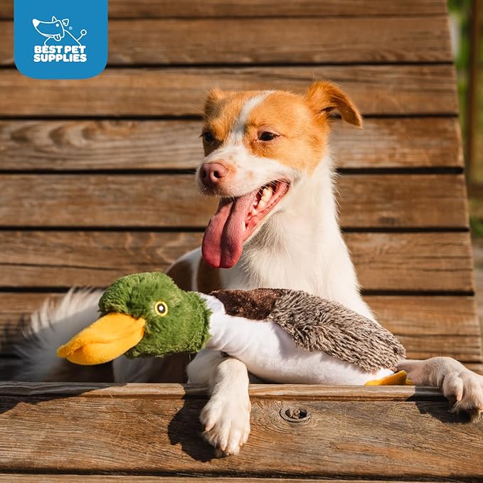 Best Pet Supplies Interactive Squeaky Dog Chew Toy, Ideal Dog Toys for Chewers, Small, Medium & Large Dogs, and Fetch Lovers - Duck (Mystery Box), Large