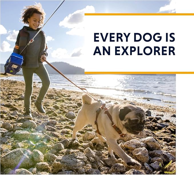 Ruffwear, Front Range Dog Harness, Reflective Soft Padded Everyday Harness with Dual Leash Clips, Adjustable and Lightweight Fit for Training or Walking for All Dogs, Red Clay, Medium