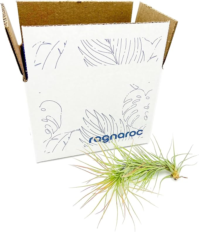 Air Plants - Tillandsia Funckiana, Large 5" - 1ct - Live Arrival Guaranteed - House Plants for Home Decor & Gift