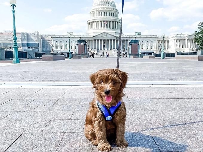 Gooby Comfort X Head In Harness - Blue, Medium - No Pull Small Dog Harness, Patented Choke-Free X Frame - Perfect on the Go Dog Harness for Medium Dogs No Pull or Small Dogs for Indoor and Outdoor Use