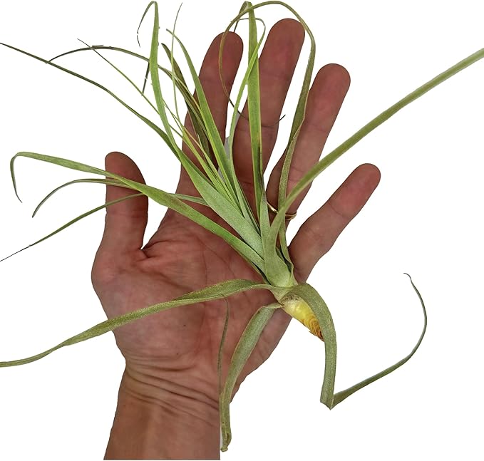Air Plants - Tillandsia Straminea Jumbo 6-9" - 5ct - Live Arrival Guaranteed - House Plants for Home Decor & Gift