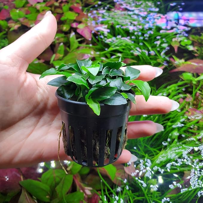 Anubias Live Aquarium Plants - Potted Freshwater Plant for Fish Tanks, Terrariums - Beginner Friendly Low Light (Nana Petite, 5 Pots)