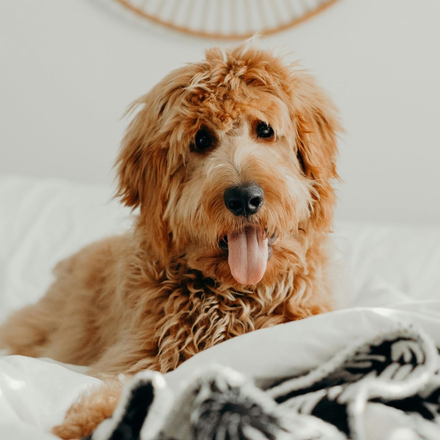 Petpost | Detangling Spray for Dogs with Knots, Mats & Tangles - Naturally Rejuvenating Dog Hair Detangler for Healthier, Shinier, Stronger Fur - Oatmeal, Aloe, and Vitamin E Formula 8 oz.