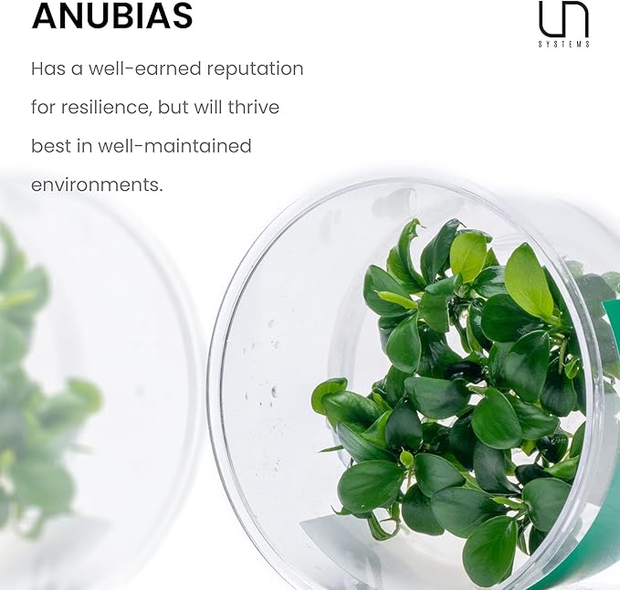 Ultum Nature Systems Anubias Heterophylla Tissue Culture Live Plant for Aquarium, Aquascape, Freshwater Fish Tanks - 100% Snail Free in Vitro