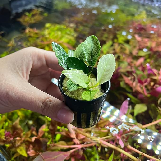 Anubias Live Aquarium Plants - Potted Freshwater Plant for Fish Tanks, Terrariums - Beginner Friendly Low Light (Nana Pinto, 1 Pot)