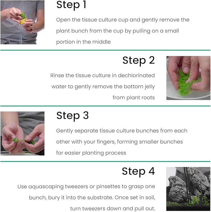 Ultum Nature Systems Cryptocoryne Parva Tissue Culture Live Plant for Aquarium, Freshwater Fish Tank, Aquascaping - 100% Snail Free in Vitro