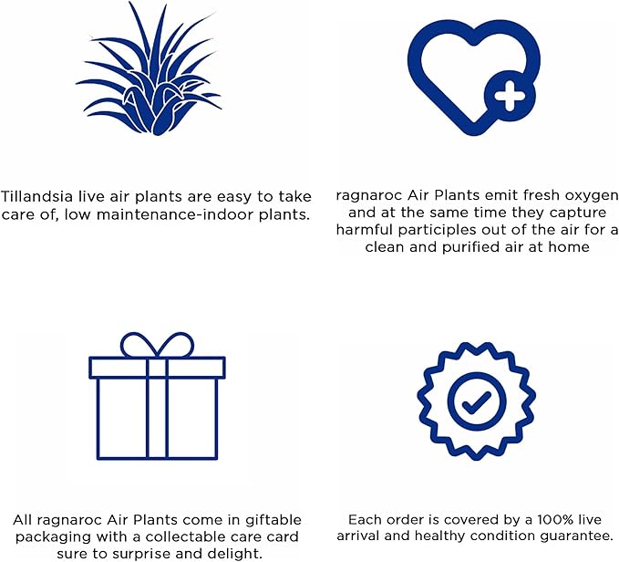 Air Plants - Tillandsia Andreana, Large 4-6" - 3ct - Live Arrival Gauranteed - House Plants for Home Decor & Gift