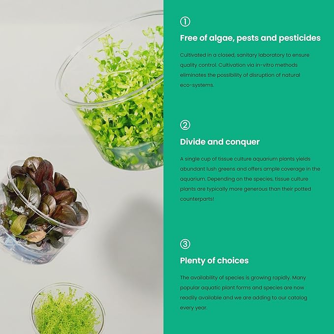 Ultum Nature Systems Cryptocoryne Axelrodi Tissue Culture Live Plant for Aquarium, Aquascaping, Freshwater Fish Tanks - 100% Snail Free in Vitro