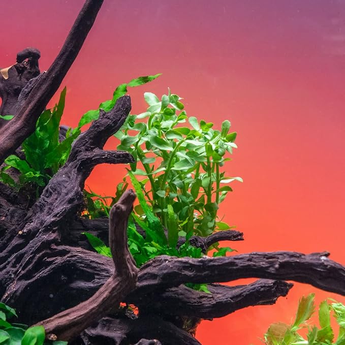 Live Aquarium Stem Plants - Freshwater Aquatic Plant for Fish Tanks, Aquascaping - (Moneywort Bacopa Monnieri, 1 Bunch)